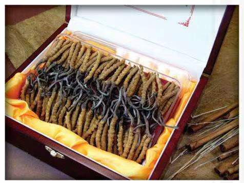 鞍山冬虫夏草回收